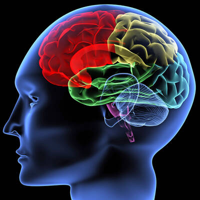 Your Brain Or Your Mind?